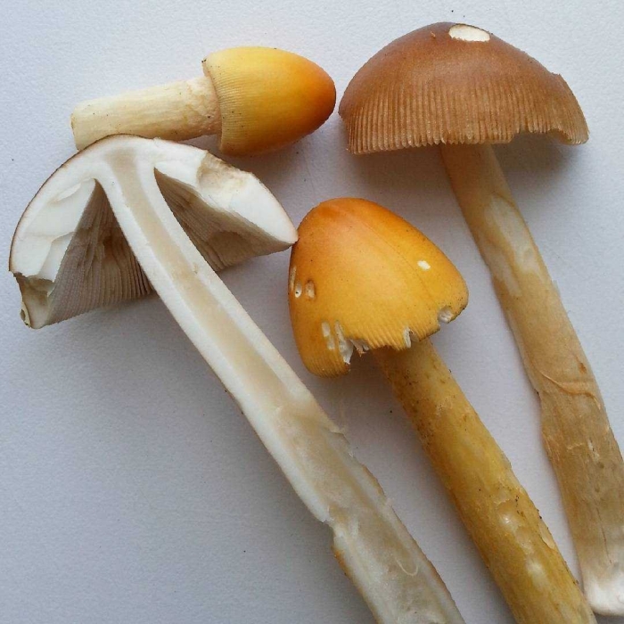 Поплавок жёлто коричневый amanita fulva