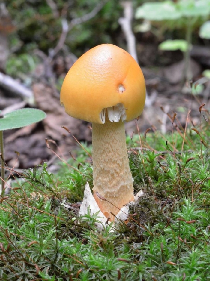 Поплавок шафранный гриб