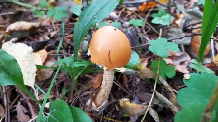 Поплавок шафрановый гриб