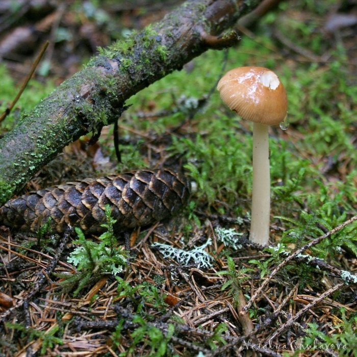 Поплавок жёлто коричневый amanita fulva