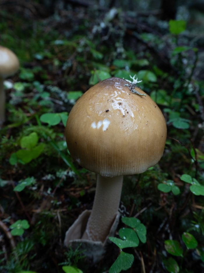 Поплавок шафранный гриб