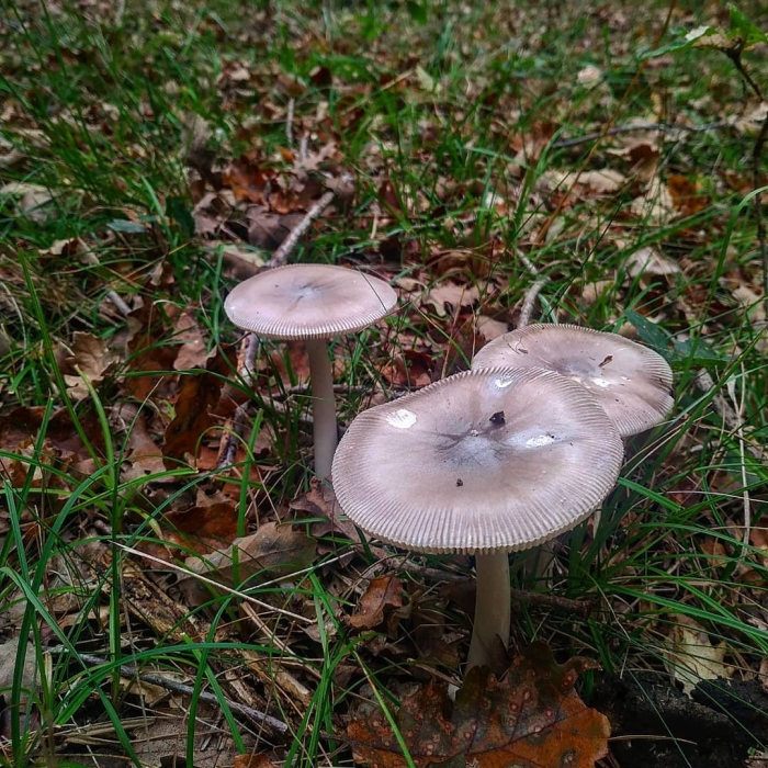 Гриб поплавок белый