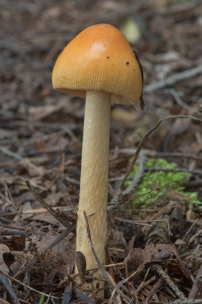 Поплавок жёлто коричневый amanita fulva