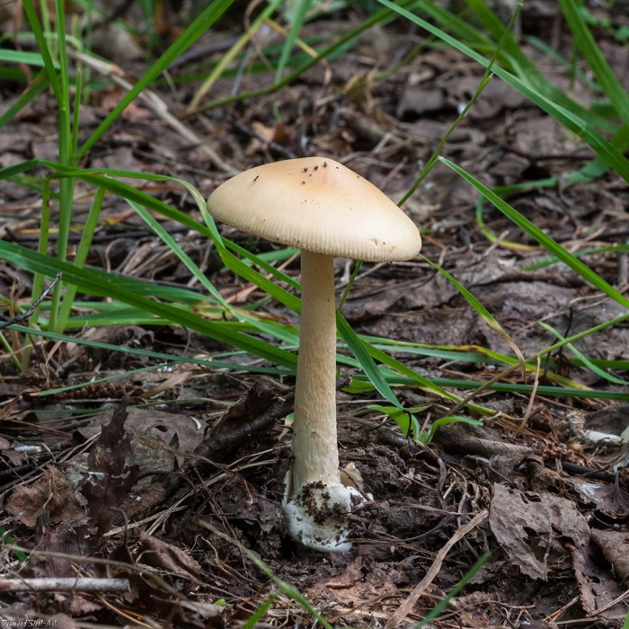 Поганка луговая