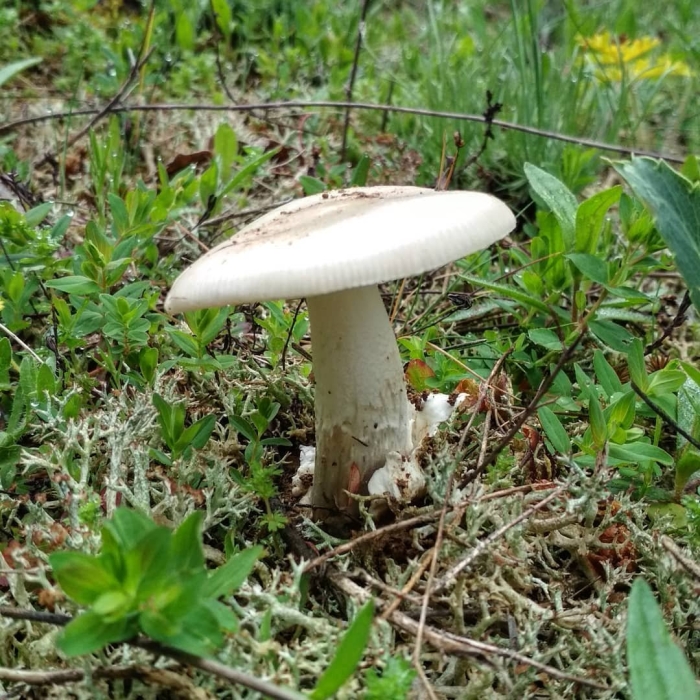 Бледная поганка гриб