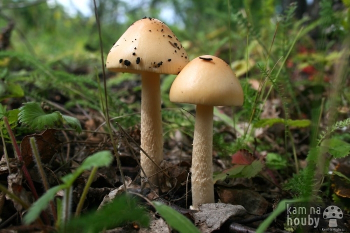 Поплавок жёлто коричневый amanita fulva