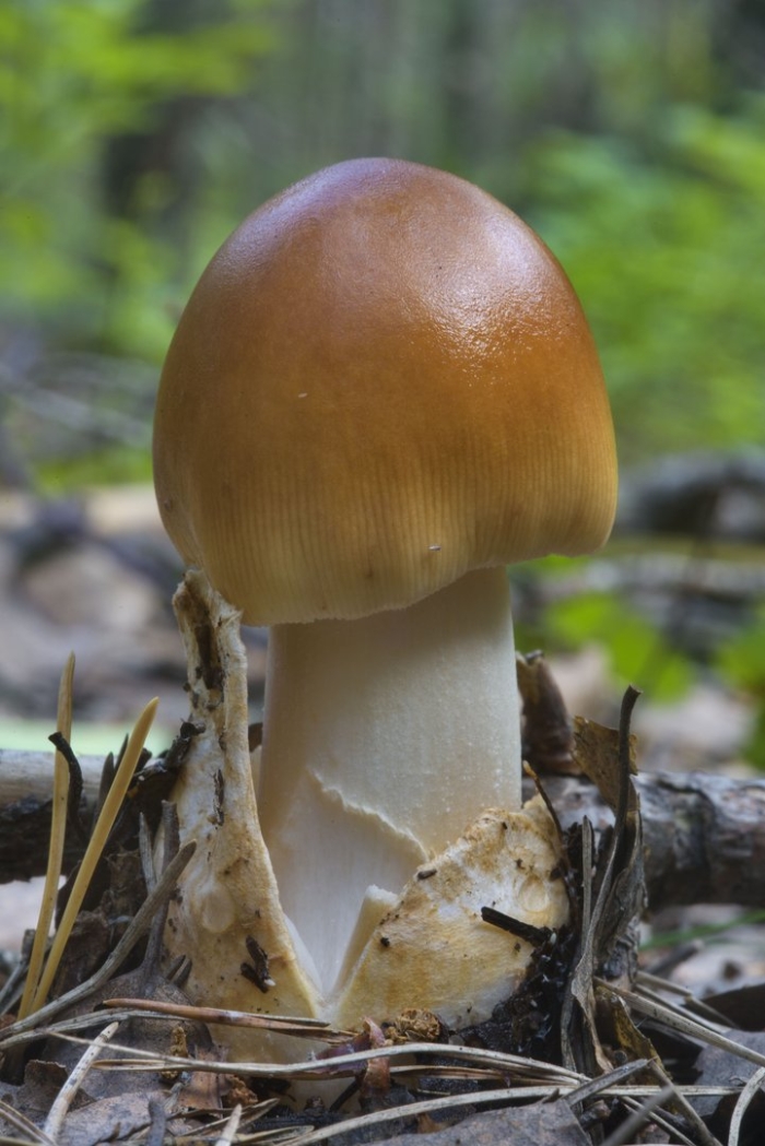 Поплавок жёлто коричневый amanita fulva