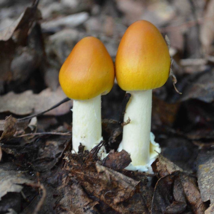 Поплавок шафрановый гриб