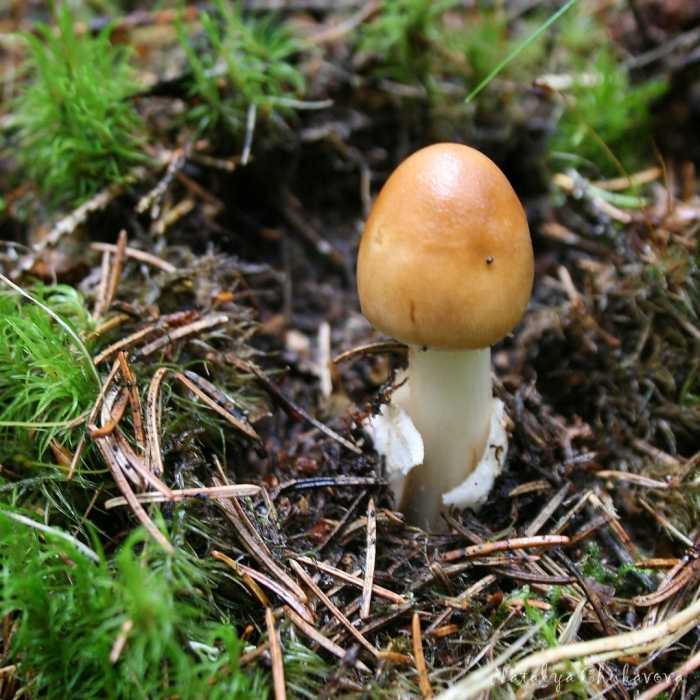 Грибы толкачики съедобные