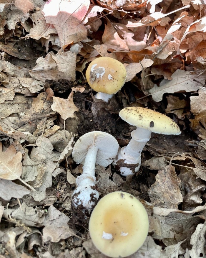 Бледная поганка гриб