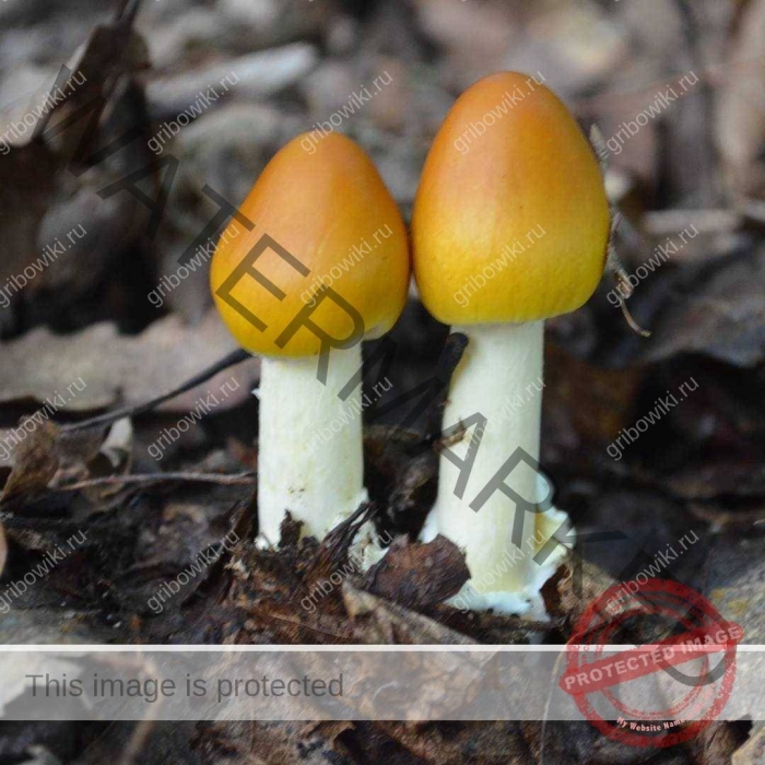 Мухомор цезарский