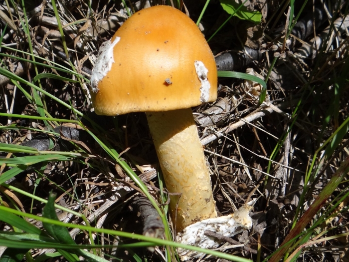 Цезарский гриб (мухомор цезаря)