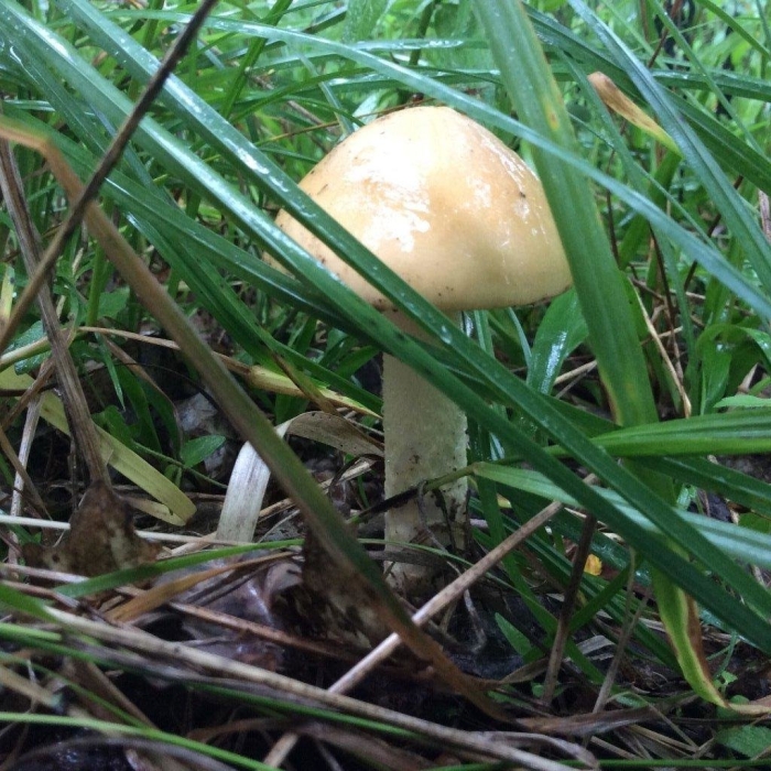 Поплавок желтеющий amanita flavescens