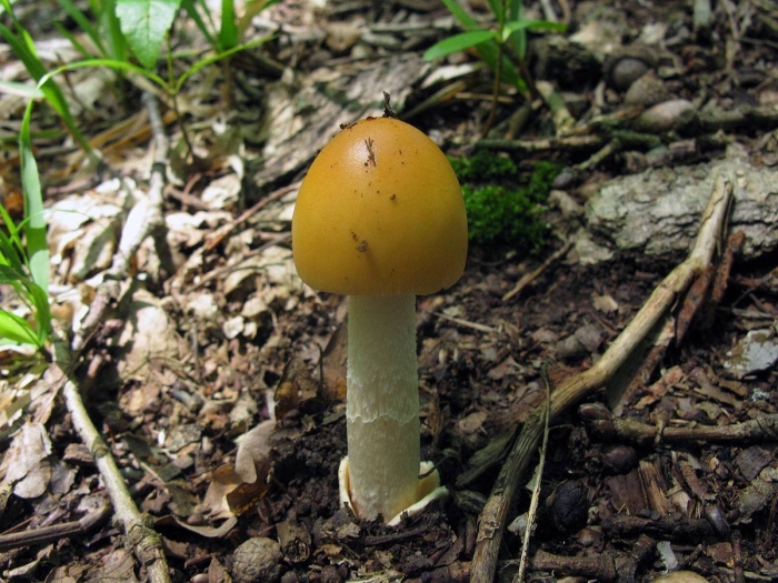 Поплавок жёлто коричневый amanita fulva