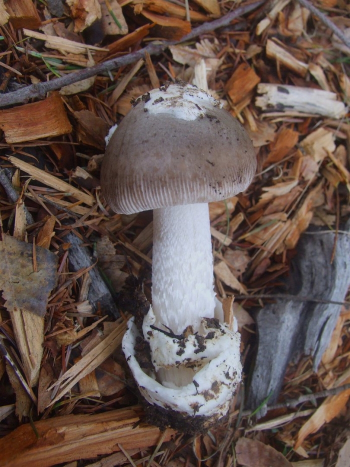 Поплавок серый (amanita vaginata)
