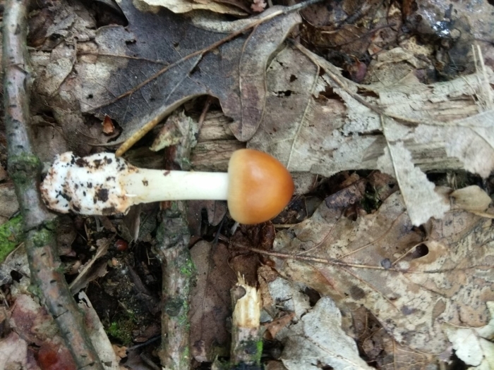 Поплавок жёлто коричневый amanita fulva