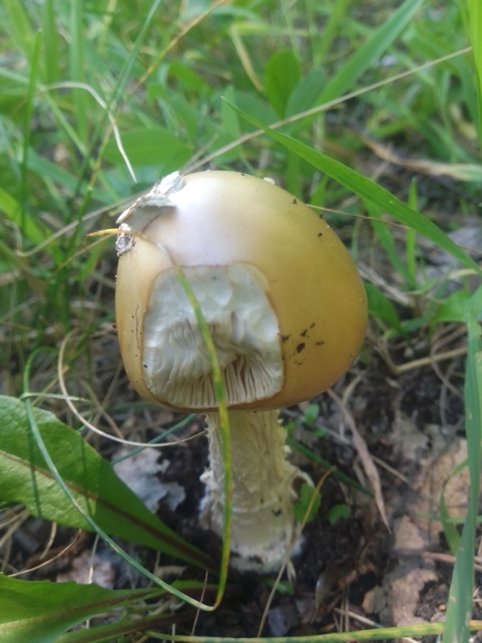 Amanita phalloides гриб