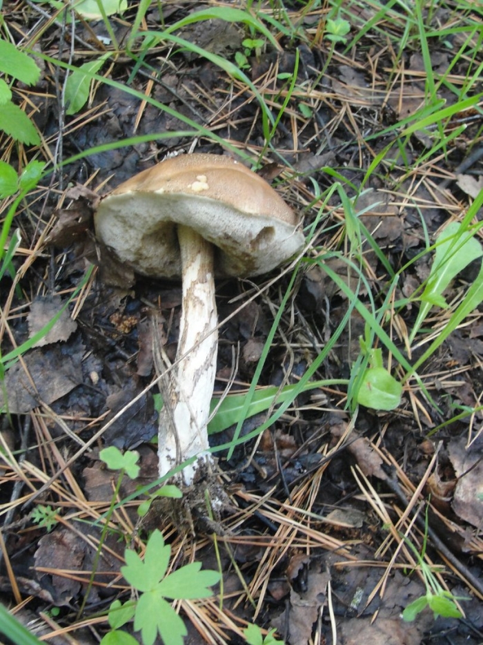 Подберезовик обыкновенный