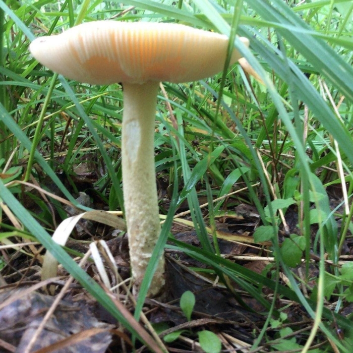 Поплавок желтеющий amanita flavescens