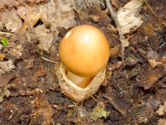 Поплавок желтеющий amanita flavescens