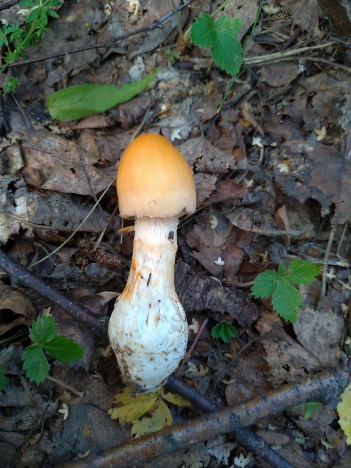 Паутинник триумфальный гриб