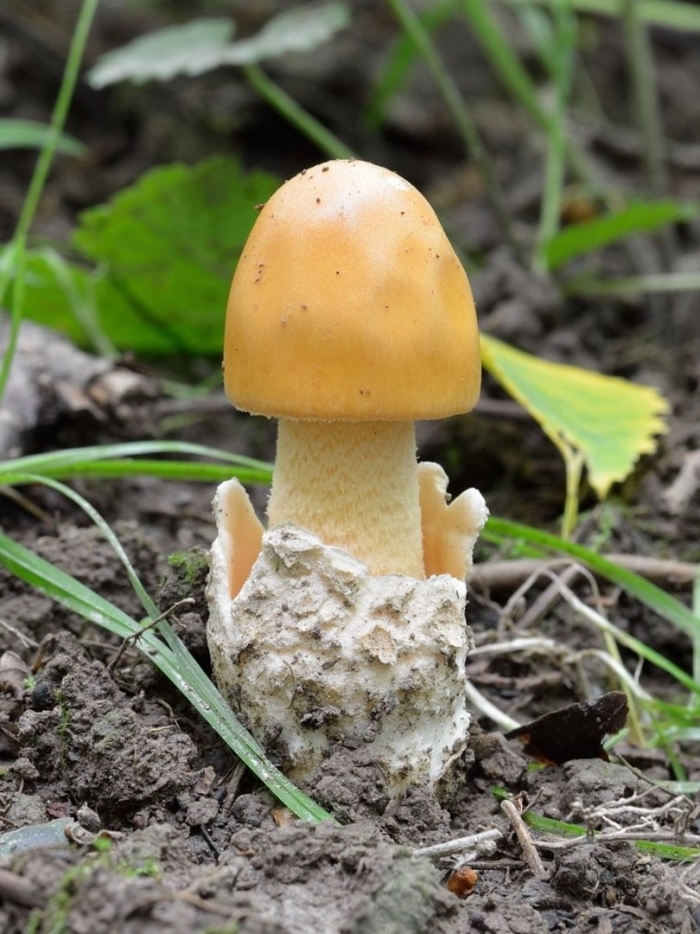 Грибы толкачики съедобные