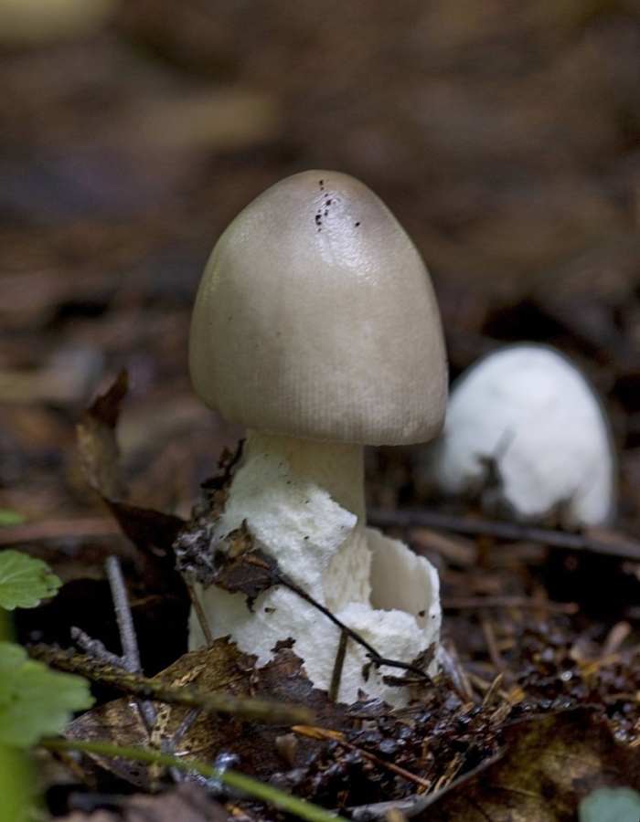 Поганка белая