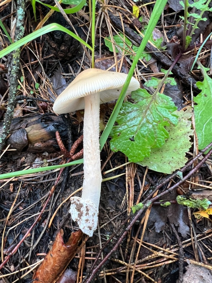 Грибы толкачики белые