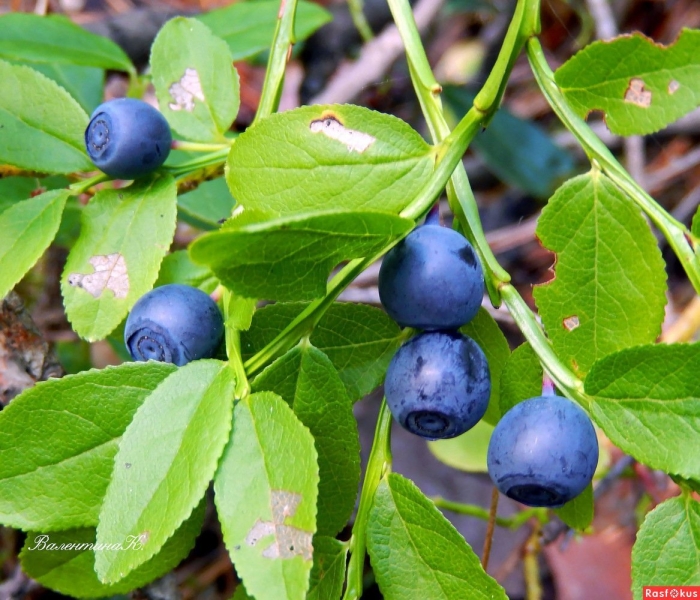 Голубика сибирская лесная