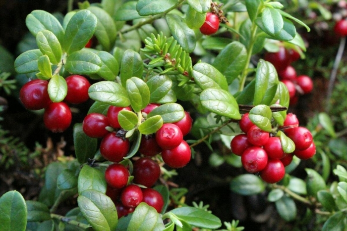 Cranberries (vaccinium macrocarpon)