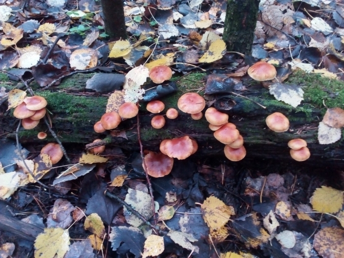 Опята в лесу