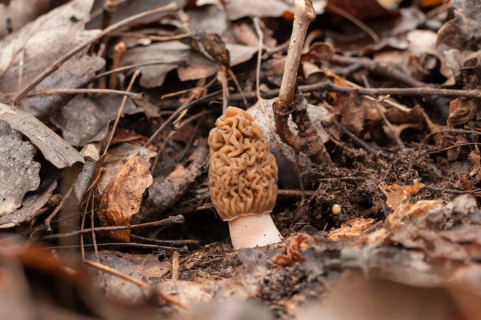 Сморчки и сморчковая шапочка