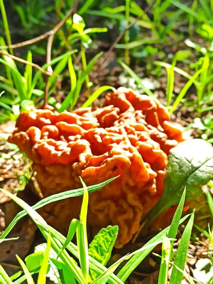 Строчок обыкновенный гриб