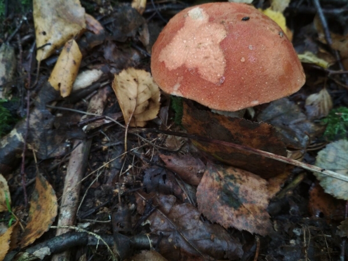 Осенние грибы в подмосковье съедобные