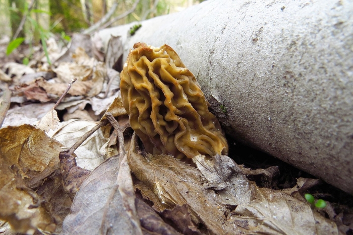 Сморчок обыкновенный