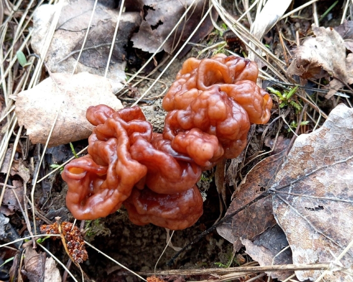 Строчок обыкновенный ядовитый гриб