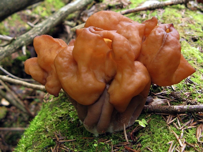 Gyromitra fastigiata