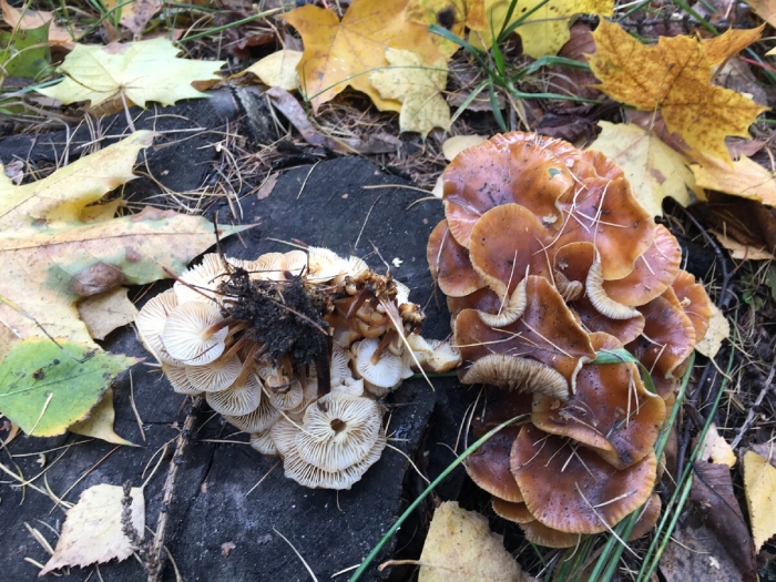 Опёнок осенний съедобный