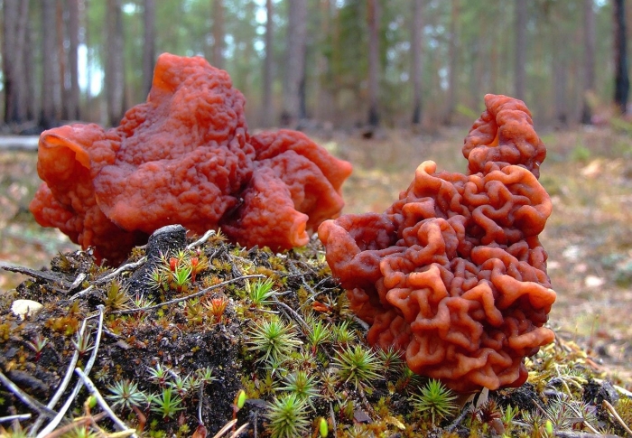 Gyromitra esculenta