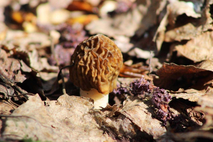 Сморчки гриб