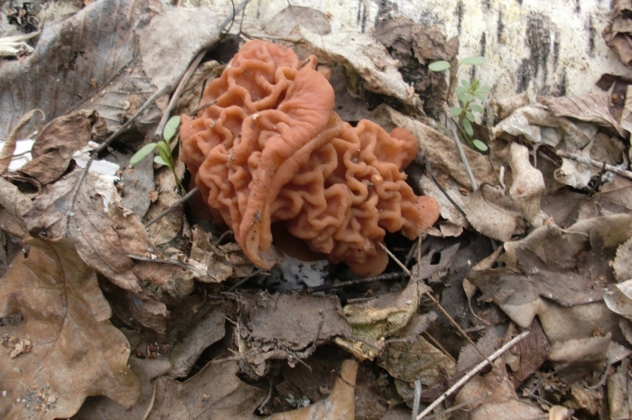 Строчек гриб