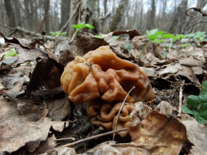 Гриб строчок обыкновенный