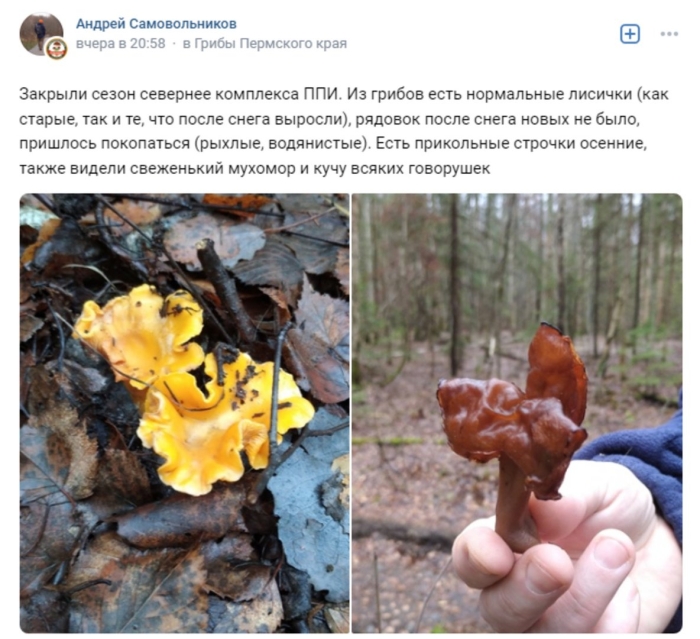 Лисичка обыкновенная гриб