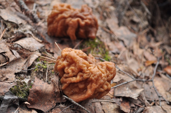 Строчок обыкновенный ядовитый