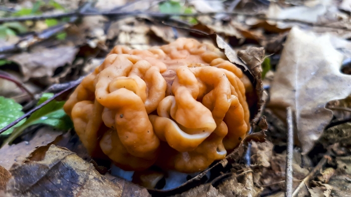 Строчок гриб