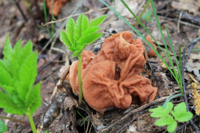 Строчок обыкновенный гриб