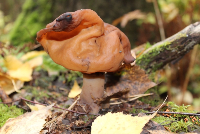 Gyromitra infula