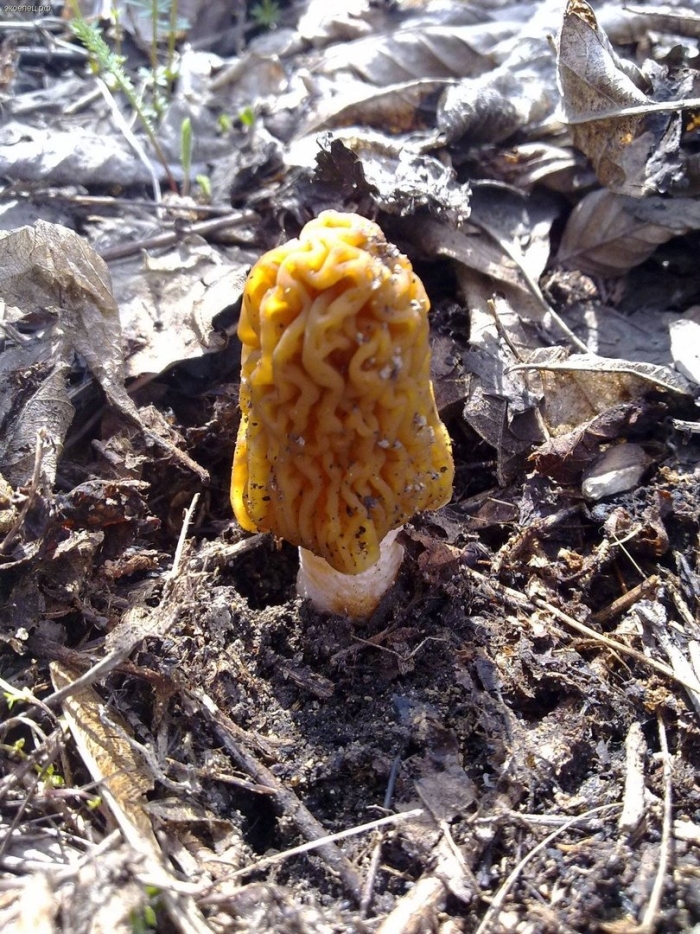 Сморчковая шапочка