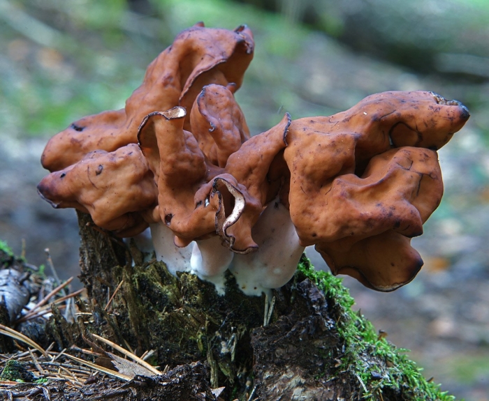 Строчок осенний (gyromitra infula)