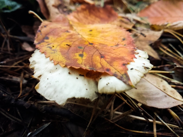 Грибы осень